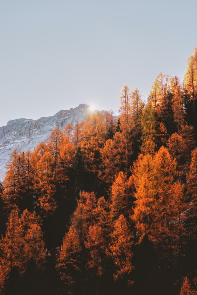 دانلود عکس جنگل پاییزی از نمای بالا با کیفیت (Full HD)