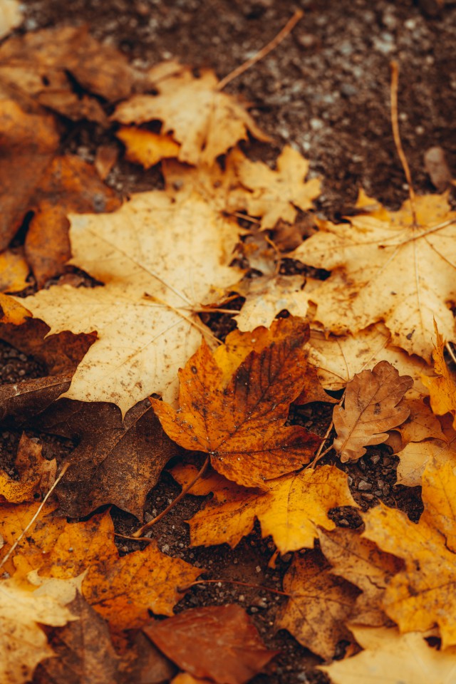 دانلود عکس برگ های پاییزی روی زمین با کیفیت عالی