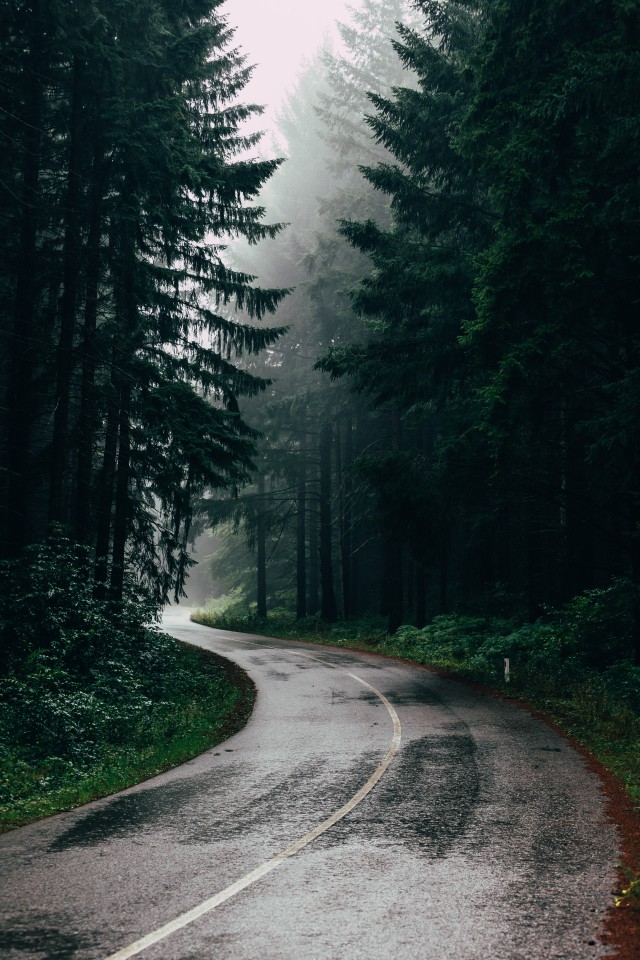 دانلود عکس جاده جنگلی درحال بارش باران با کیفیت (Full HD)