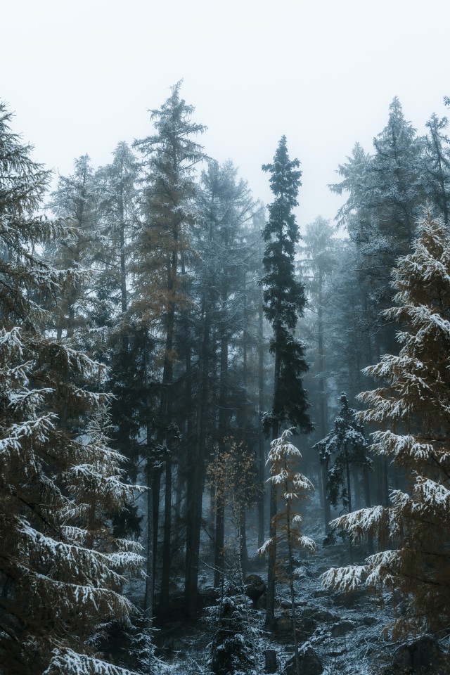 دانلود عکس درختان بلند برفی با کیفیت (Full HD)