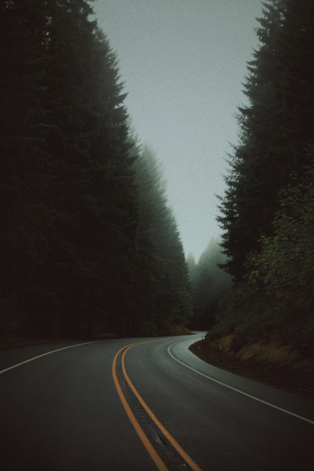 دانلود عکس جاده جنگلی با درختان بلند در مه  (Full HD)