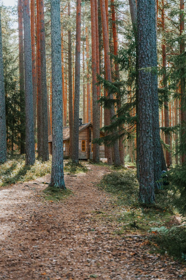 دانلود عکس یک کلبه چوبی در جنگل با کیفیت (Full HD)