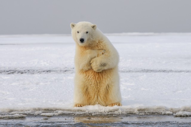 دانلود عکس خرس قطبی با کیفیت عالی