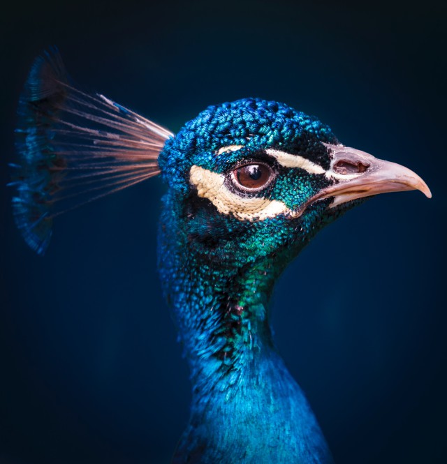 دانلود عکس صورت طاووس از نزدیک با کیفیت عالی