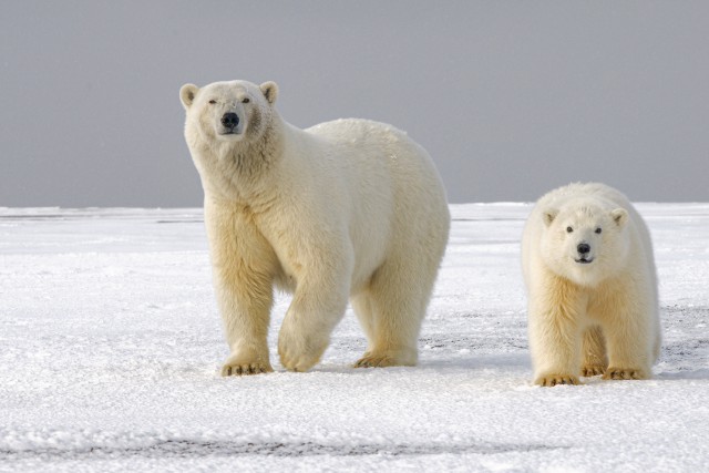 دانلود عکس دو خرس قطبی کنار هم با کیفیت عالی