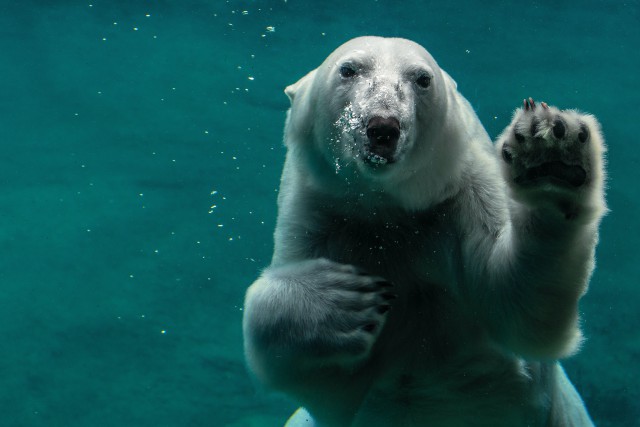 دانلود عکس خرس قطبی زیر آب با کیفیت (Full HD)