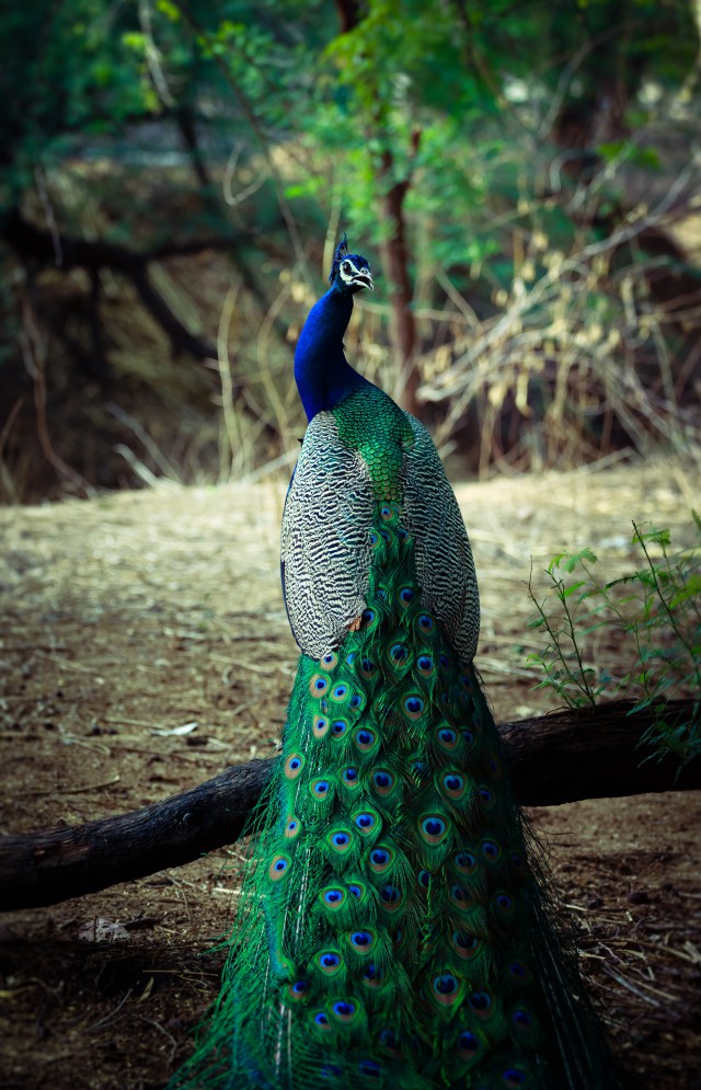 دانلود عکس طاووس آبی و سبز با کیفیت (Full HD)