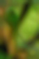 دانلود عکس طوطی سبز بر روی شاخه درخت با کیفیت (Full HD)