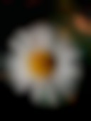 دانلود عکس گل بابونه از بالا با کیفیت (Full HD)
