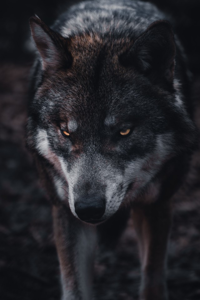 دانلود عکس صورت گرگ سیاه و سفید با کیفیت (Full HD)