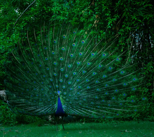 دانلود عکس طاووس با بال باز با کیفیت عالی