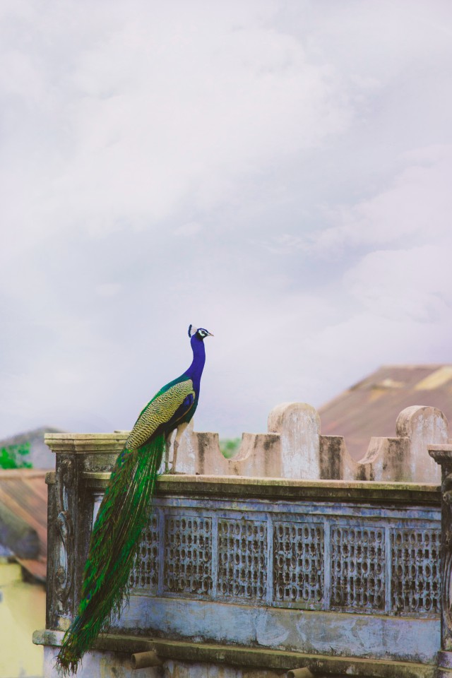 دانلود عکس طاووس آبی و سبز با کیفیت عالی